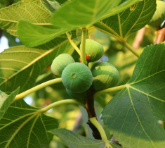 Preservation of the Fig Tree's Genetic Material, as Part of Creating a Pilot Field 