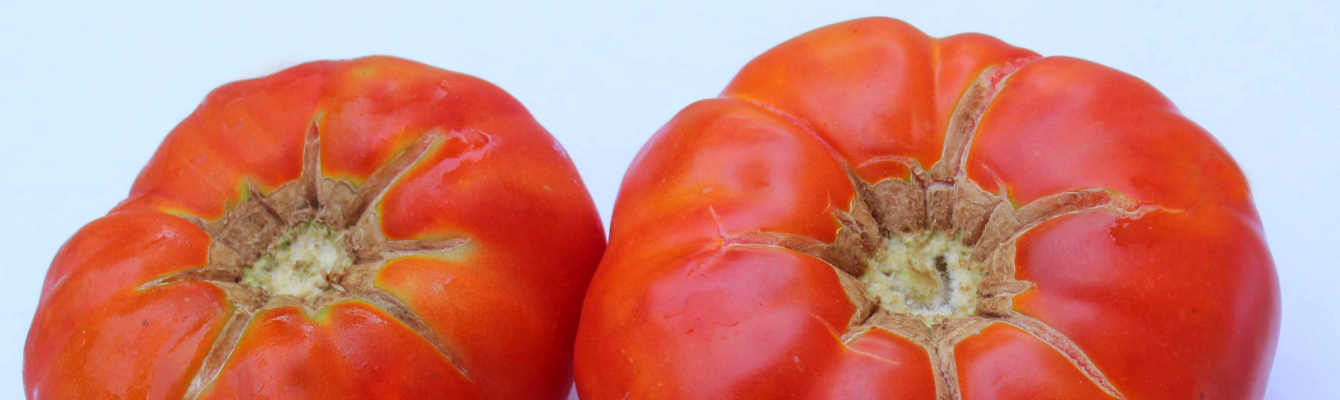 Γενετική Μελέτη και Διατροφική ανάλυση της Παραδοσιακά Καλλιεργούμενης Ντομάτας - Ποικιλία «XΟΝΤΡΟΚΑΤΣΑΡΗ»