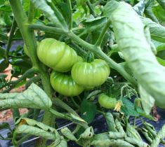 Γενετική Μελέτη και Διατροφική ανάλυση της Παραδοσιακά Καλλιεργούμενης Ντομάτας - Ποικιλία «XΟΝΤΡΟΚΑΤΣΑΡΗ»