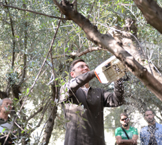 Educational seminar on olive oil production