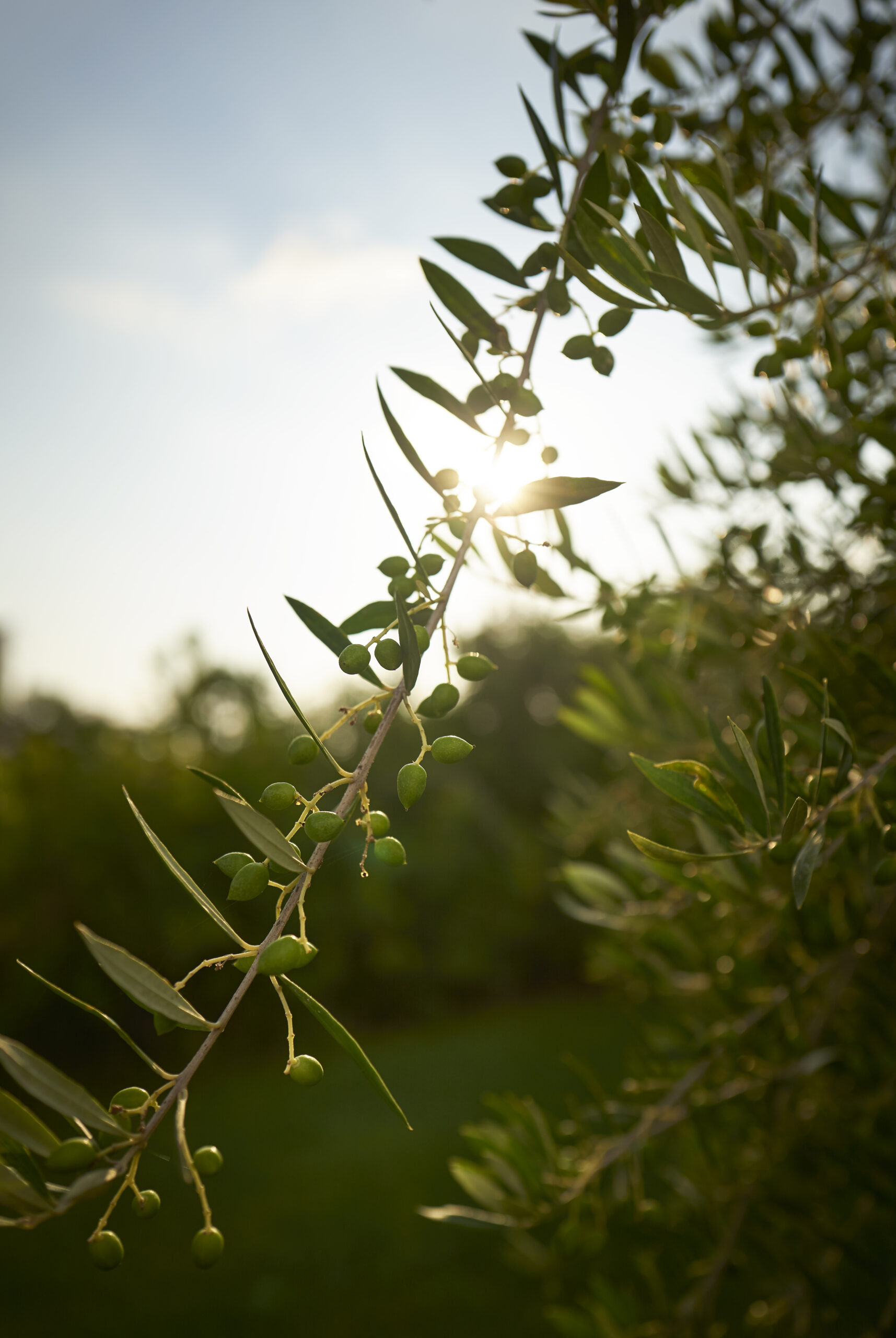 Extra Virgin Olive Oil